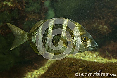 The Five-banded bream Diplodus cervinus. Stock Photo