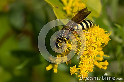 Five-banded Thynnid Wasp - Myzinum quinquecinctum Stock Photo