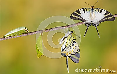 Five bar swordtail butterfly life cycle Stock Photo