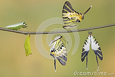 Five bar swordtail butterfly life cycle (antiphates pompilius) Stock Photo