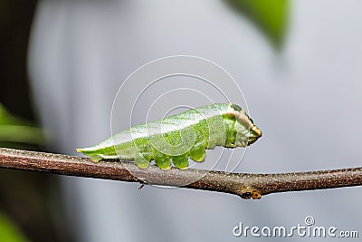 Five-bar Swordtail caterpillar Stock Photo