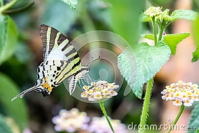 Five-bar Swordtail Pathysa antiphates Stock Photo