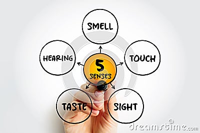 Five basic human senses: touch, sight, hearing, smell and taste, mind map concept for presentations and reports Stock Photo
