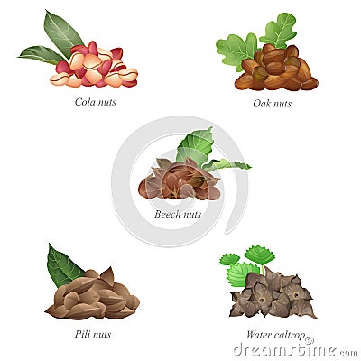 Five batches of nuts with their leaves. Part three Vector Illustration