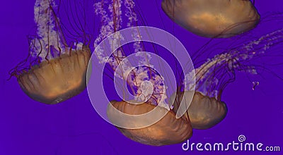 Five beautiful deadly jellyfishes in the sea Stock Photo