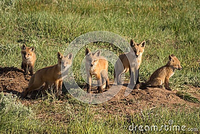 Five Beautiful Fox Kits Near Their Den Stock Photo