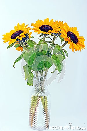 Five beautiful sunflowers in a glass vase against light blue background Stock Photo