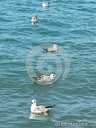 Five birds sitting on water Stock Photo