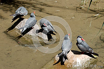 Five birds in summer Stock Photo