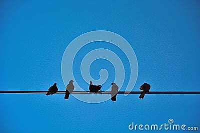 Five birds on a wire Stock Photo