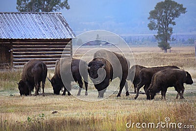 A group of bison standing near the John Moulton barn at Mormon Row in Grand Teton National Park, Wyoming. Stock Photo