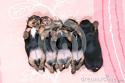 Five black puppies sleeping Stock Photo