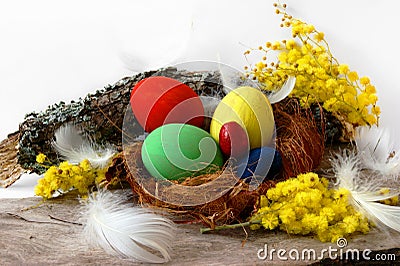 Five bright Easter eggs and a yellow mimosa Stock Photo
