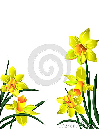 Five bright yellow flowers narcissuses with green Vector Illustration