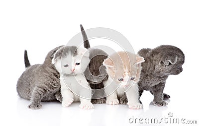 Five british shorthair kittens. isolated on white background Stock Photo