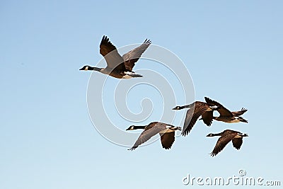 Five Canada Geese flying Stock Photo