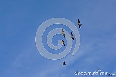 Five Canada geese flying on a blue sky with soft clouds - Branta canadensis Stock Photo