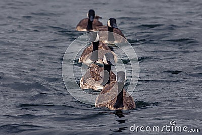 Five canada geese in a row Stock Photo