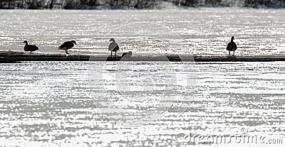 Canada geese silhouettes on the icy marsh Stock Photo