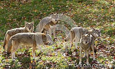 Five Coyotes Canis latrans standing in a grassy green field in the golden light of autumn in Canada Stock Photo
