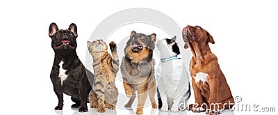 Five curious pets look up on white background Stock Photo