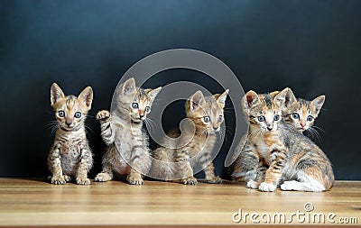 Five cute cats Stock Photo