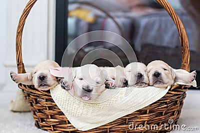 Five Adorable Golden Retriever puppies in a wicker basket Stock Photo