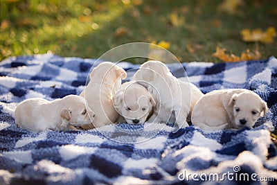 Cute little tan puppies playing on a blue and white checkered blanket Stock Photo