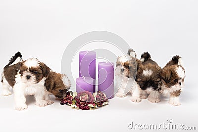 Five cute shih-tzu puppies with holliday candles Stock Photo