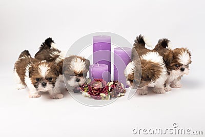 Five cute shih-tzu puppies with holliday candles Stock Photo