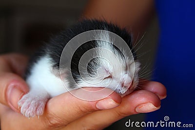 Five days old baby kitten Stock Photo