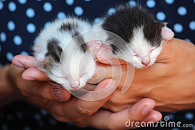 Five days old baby kittens Stock Photo