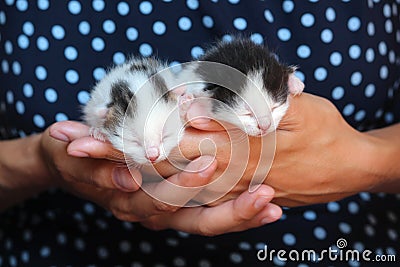 Five days old baby kittens Stock Photo