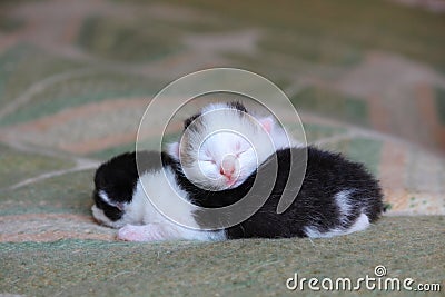 Five days old baby kittens Stock Photo