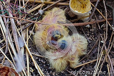 Five days old baby pigeon. Baby birds. Birds hatching. Stock Photo