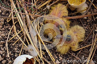 Five days old baby pigeon. Baby birds. Birds hatching. Stock Photo