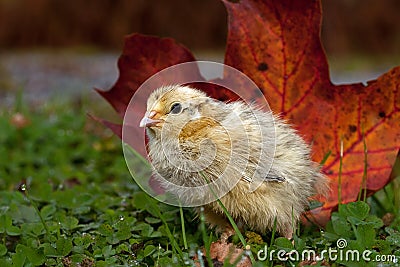 Five days old quail, Coturnix japonica.....photographed in nature Stock Photo