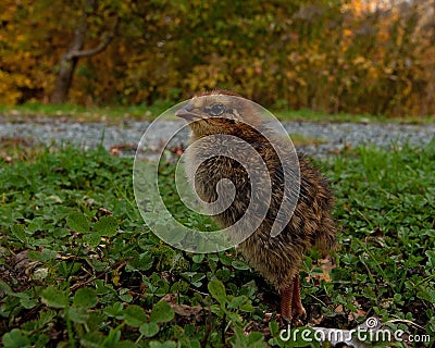 Five days old quail, Coturnix japonica.....photographed in nature Stock Photo