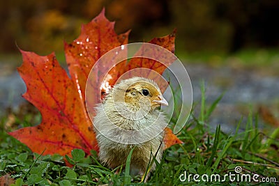 Five days old quail, Coturnix japonica.....photographed in nature Stock Photo