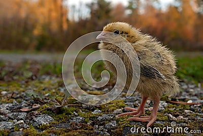 Five days old quail, Coturnix japonica.....photographed in nature Stock Photo