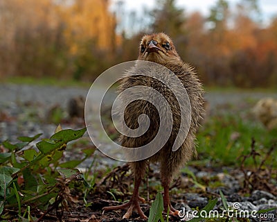 Five days old quail, Coturnix japonica.....photographed in nature Stock Photo