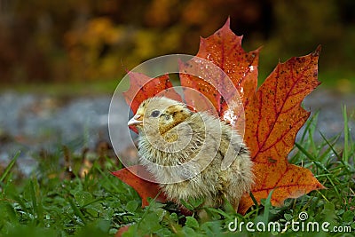 Five days old quail, Coturnix japonica. Standing next to an orange maple leaves in autumn Stock Photo