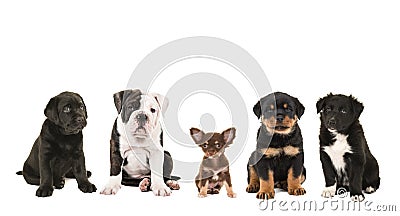 Five different breed of puppies sitting next to each other Stock Photo