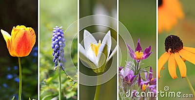 Spring flower collage Stock Photo
