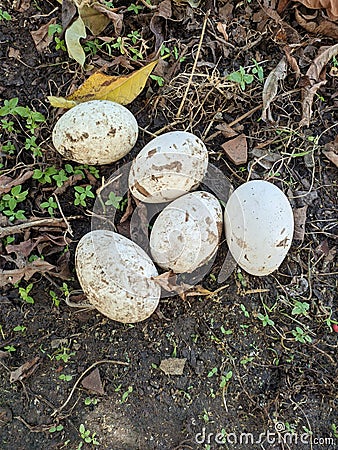 five dirty goose eggs on the ground Stock Photo