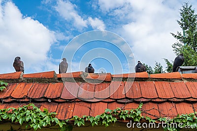 Five doves feral pigeon sitting in row on a roof ridge. Blue sky with clouds in the background. Stock Photo