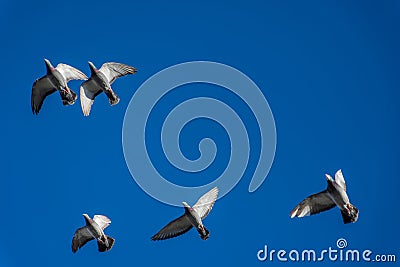 Five Feral blue pigeons flying overhead against blue sky Stock Photo