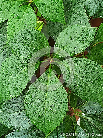 Five-fold leaf of Virginia creeper (Parthenocissus quinquefolia) sprinkled with rain. Close up.Detail Stock Photo