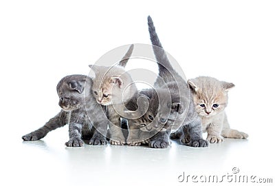 Five funny Scottish kittens on white Stock Photo