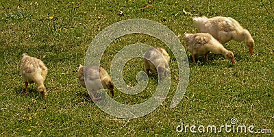 Five geese ducklings foraging for food in he grass Stock Photo